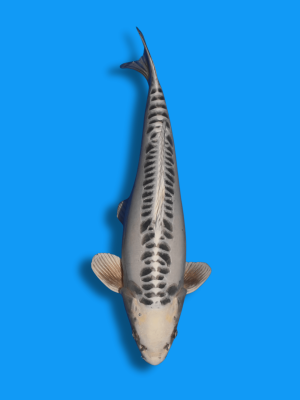 Gin Mizuho | Koi&Co.